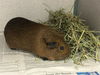adoptable Guinea Pig in , IL named WILKS