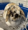 adoptable Rabbit in , IL named COOKIE