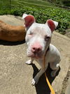 adoptable Dog in Peoria, IL named DANNY PHANTOM