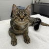 adoptable Cat in Peoria, IL named TAMAGOTCHI