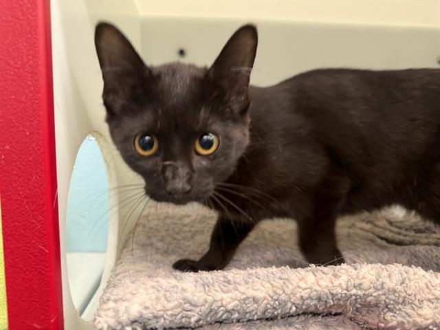 adoptable Cat in Peoria, IL named BEANIE BABY