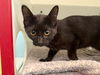 adoptable Cat in Peoria, IL named BEANIE BABY