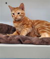 adoptable Cat in Peoria, IL named MR BOOGEDY
