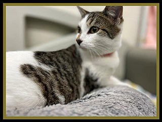 adoptable Cat in Peoria, IL named WOO!