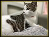 adoptable Cat in  named WOO!
