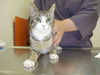 adoptable Cat in  named AUDREY