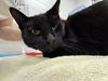 adoptable Cat in  named LUCK