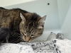 adoptable Cat in  named MONSTER