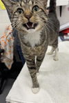 adoptable Cat in  named POWER RANGER