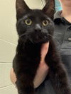 adoptable Cat in  named SUPER SOAKER