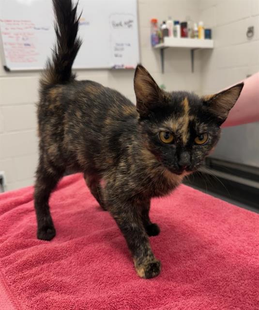 adoptable Cat in Peoria, IL named FURBY