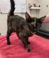 adoptable Cat in  named FURBY