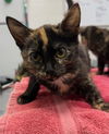 adoptable Cat in  named BETTY SPAGHETTY