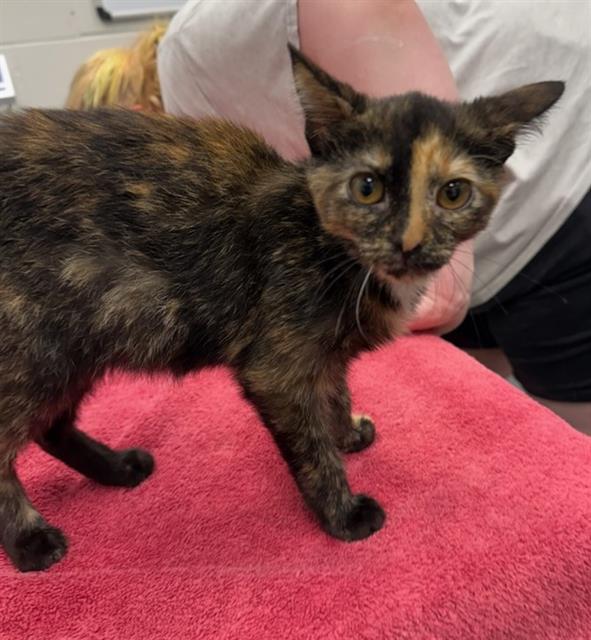 adoptable Cat in Peoria, IL named MOON SHOES