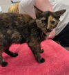 adoptable Cat in  named MOON SHOES