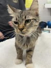 adoptable Cat in  named LIBRA