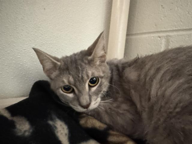 adoptable Cat in Peoria, IL named REMI