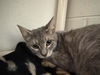 adoptable Cat in  named REMI