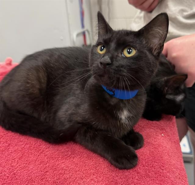 adoptable Cat in Peoria, IL named GAMEBOY