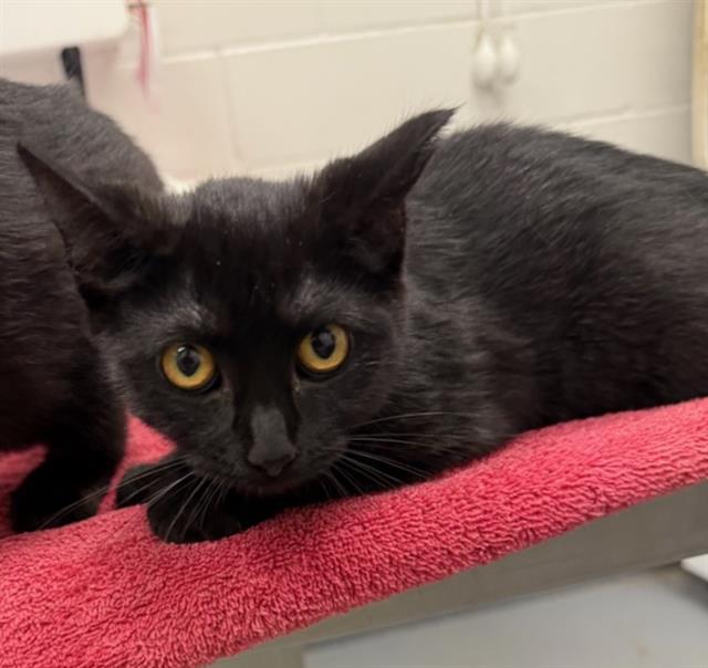 adoptable Cat in Peoria, IL named POLLY POCKET