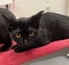 adoptable Cat in  named POLLY POCKET