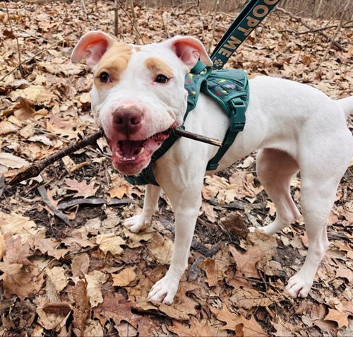 picture of the dog needing adoption
