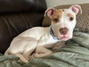 JUNE BUG - Photo 1