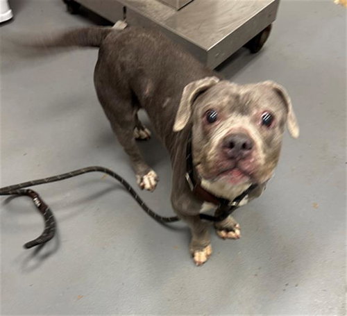 picture of the dog needing adoption