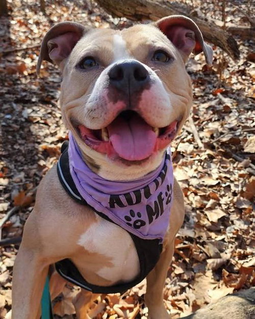 FIJI, an adoptable Pit Bull Terrier in Peoria, IL
