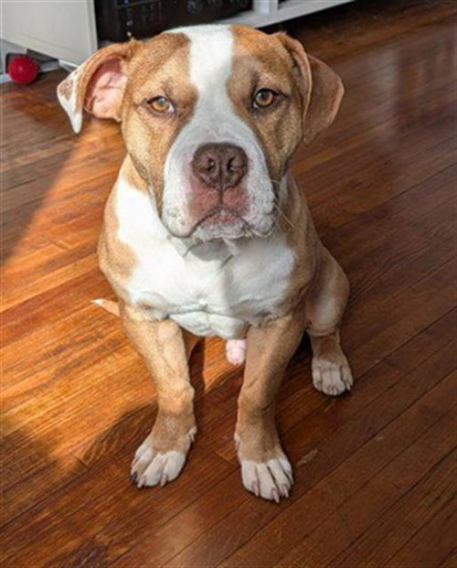 GROMWELL, an adoptable Pit Bull Terrier in Peoria, IL