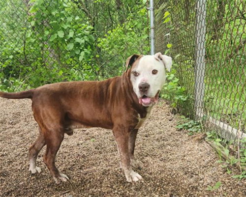 ZEE, an adoptable Pit Bull Terrier in Peoria, IL