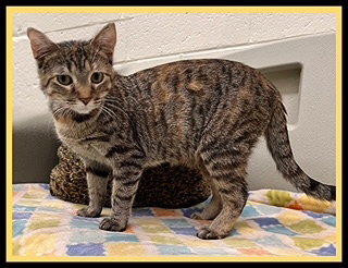 SWEET CHEEKS, an adoptable Domestic Short Hair in Peoria, IL