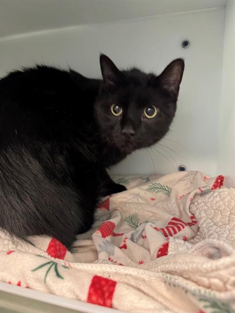 TSHIRT, an adoptable Domestic Short Hair in Peoria, IL