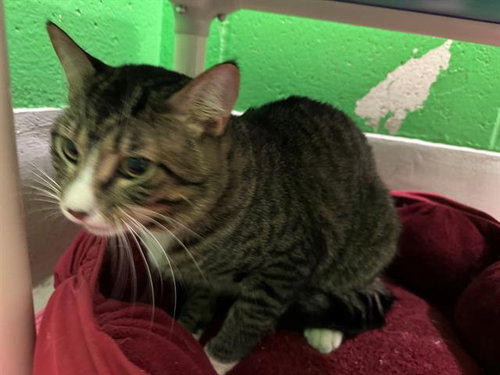PANTS, an adoptable Domestic Short Hair in Peoria, IL