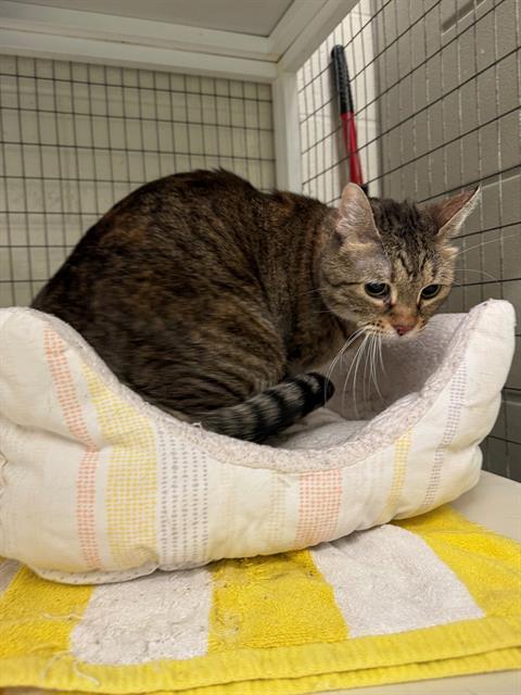 LITTLE BIT, an adoptable Domestic Short Hair in Peoria, IL