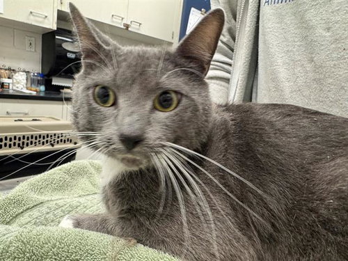FRANCIS, an adoptable Domestic Short Hair in Peoria, IL