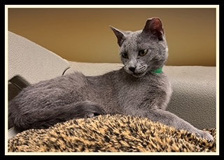 PAT, an adoptable Domestic Short Hair in Peoria, IL