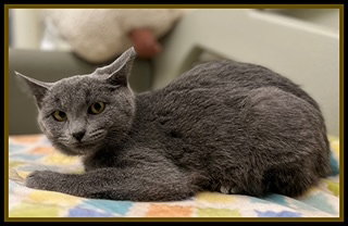 KAREN, an adoptable Domestic Short Hair in Peoria, IL