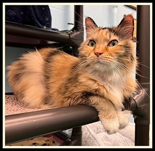 SAMMY, an adoptable Domestic Short Hair in Peoria, IL