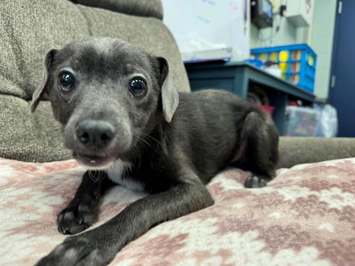 TAKING BACK SUNDAY, an adoptable Terrier in Peoria, IL
