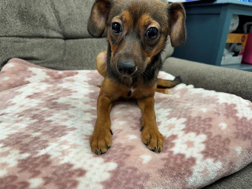MY CHEMICAL ROMANCE, an adoptable Terrier in Peoria, IL