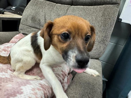 JIMMY EAT WORLD, an adoptable Terrier in Peoria, IL