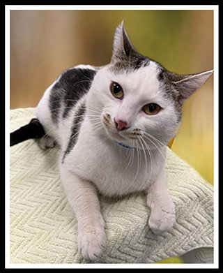 MIRRI, an adoptable Domestic Short Hair in Peoria, IL