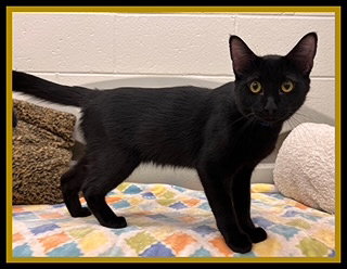 DAYSTAR, an adoptable Domestic Short Hair in Peoria, IL