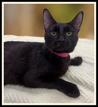 SOMERSET, an adoptable Domestic Short Hair in Peoria, IL
