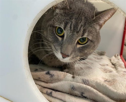 ASH, an adoptable Domestic Short Hair in Peoria, IL