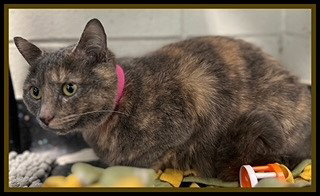 BUNDLE FLOWER, an adoptable Domestic Short Hair in Peoria, IL