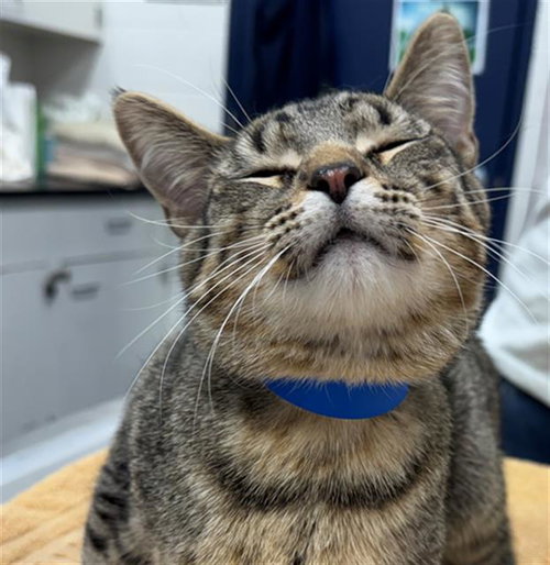 SPIDERMAN, an adoptable Domestic Short Hair in Peoria, IL