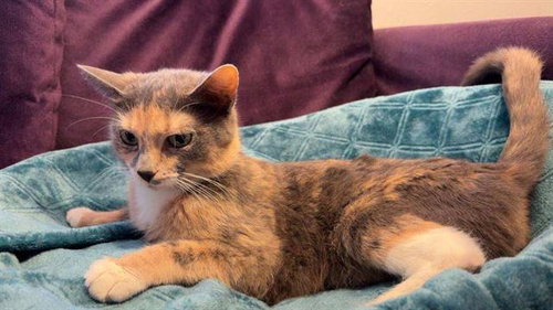 picture of the cat needing adoption