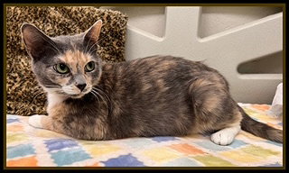 CHEROKEE, an adoptable Domestic Short Hair in Peoria, IL
